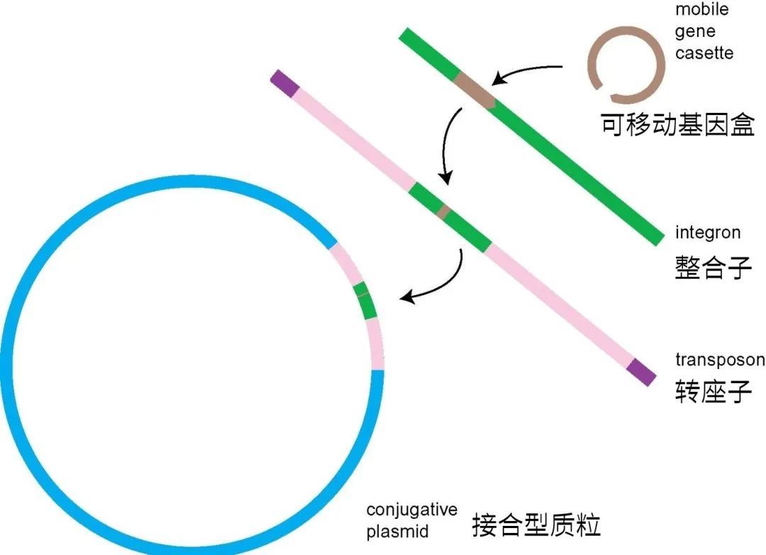 耐药基因可以整合到质粒上,再通过质粒进入其它细菌 | Conjugative plasmids: vessels of the communal gene pool