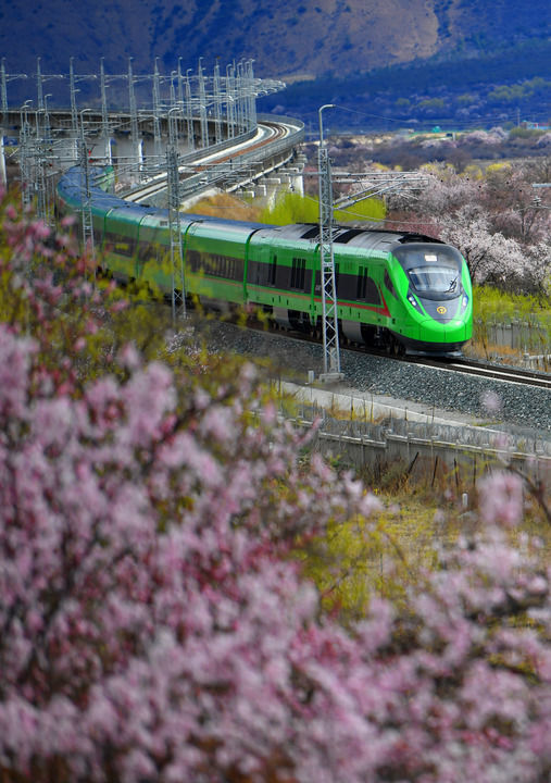 复兴号穿行在西藏拉林铁路林芝段的桃花间（2023年3月21日摄）。新华社记者 觉果 摄