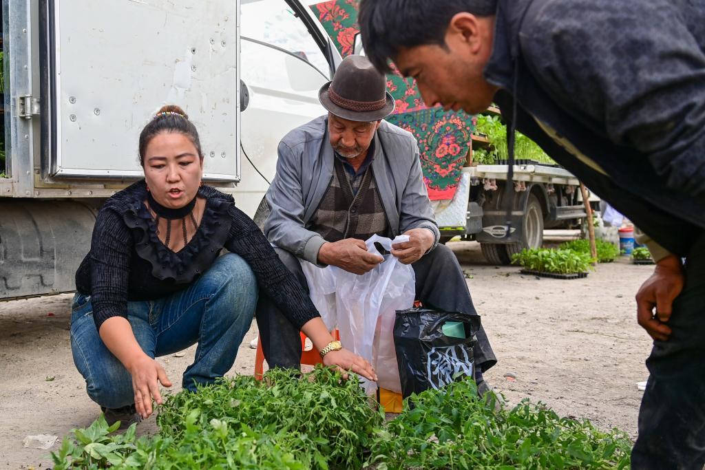 在新疆阿克苏地区温宿县克孜勒镇，种植户米哈热古丽·艾合麦提（左）在巴扎上介绍自己培育的菜苗（3月25日摄）。新华社记者 丁磊 摄