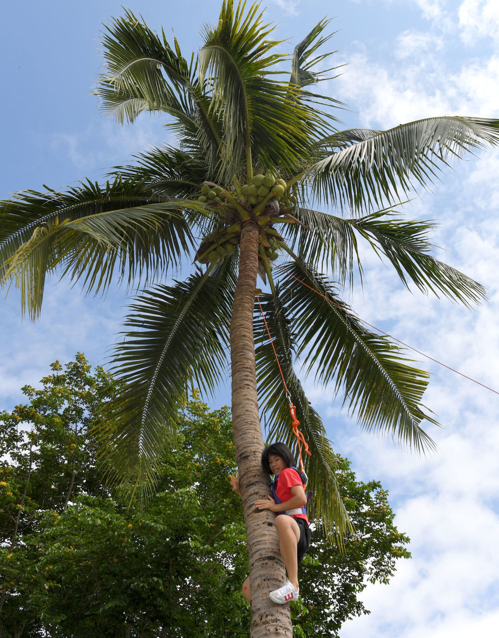在海南省2018年“三月三”节庆活动期间，参加活动的人员在进行爬椰子树比赛（2018年4月19日摄）。新华社记者 赵颖全 摄