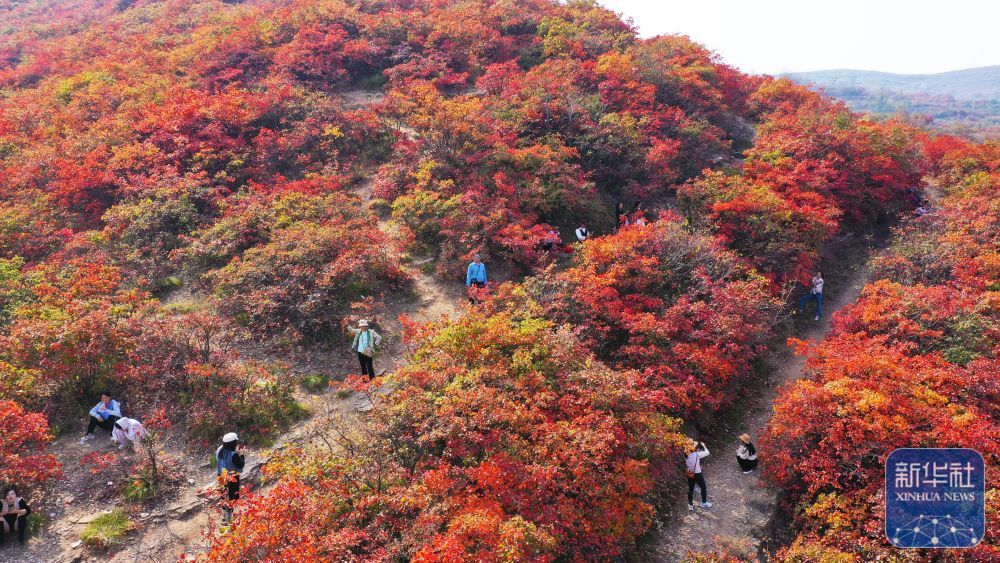 10月14日，游客在河南省禹州市鸠山镇天垌村栗子园沟欣赏秋景（无人机照片）。新华社发（牛书培摄）