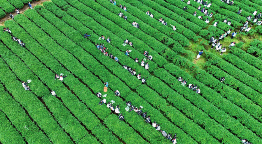 福建省武夷山市大坪洲生态茶园举行的采茶和制茶活动（2024 年 5 月 1 日摄） 邱汝泉摄