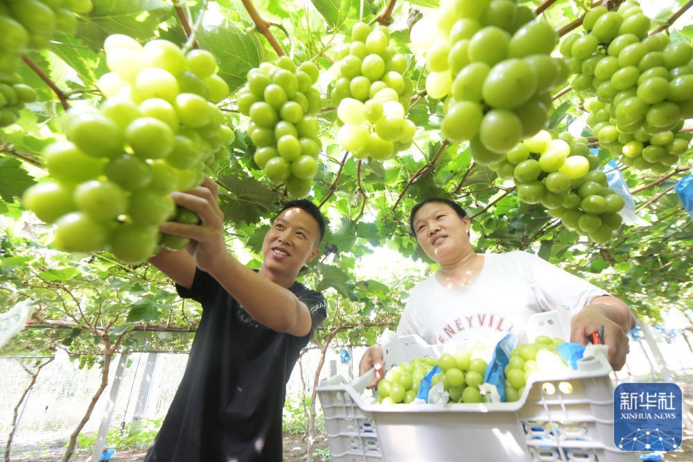 ↑9月22日，在河北省石家庄新乐市协神乡贾庄村，农民在采摘葡萄。新华社发（贾敏杰摄）