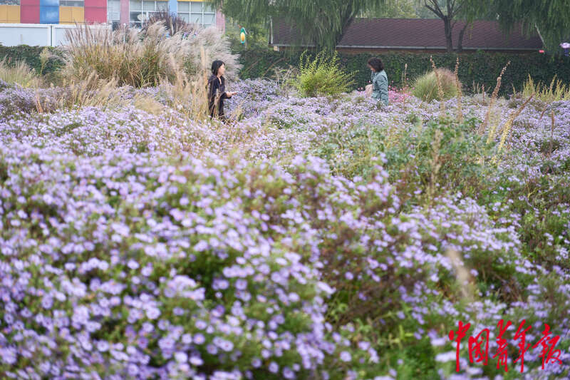 北京建设花园城市 老百姓“转角遇见美景”