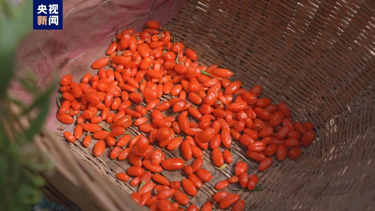 塞上江南写新篇丨“土特产”持续“翻新”谱写民族团结发展新篇章