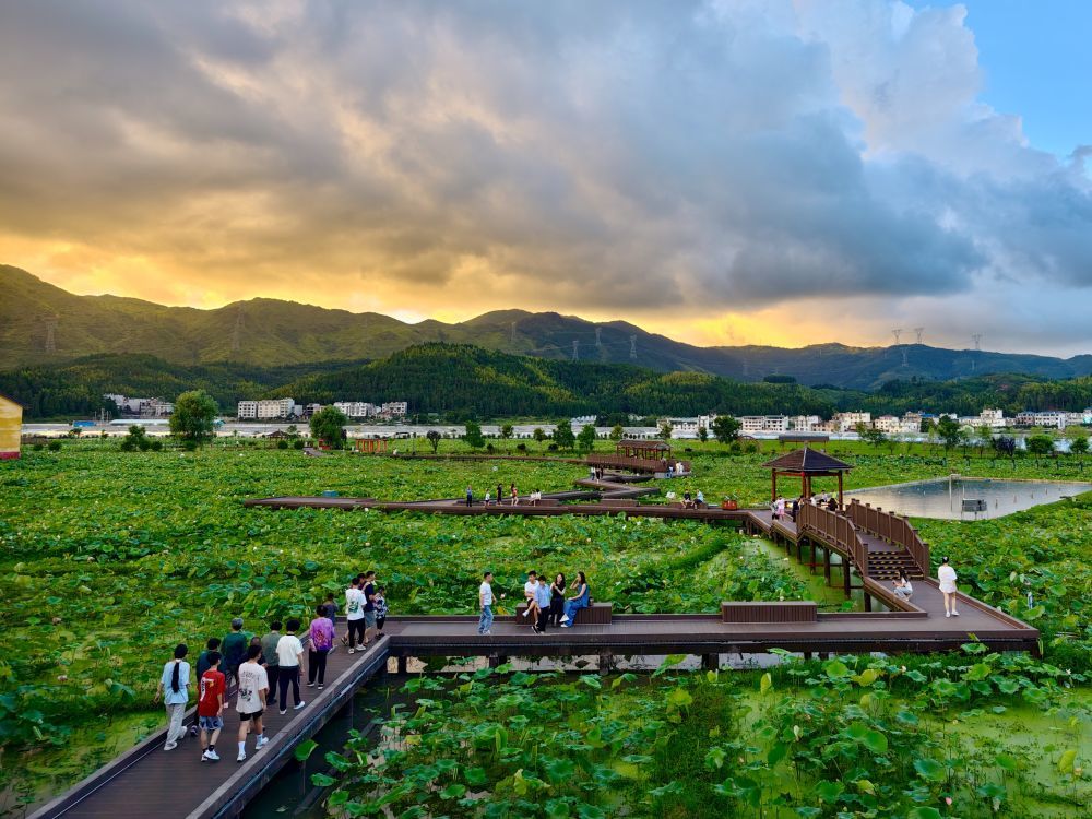 7月29日，游客在浦源村鲤鱼溪景区游览荷塘。