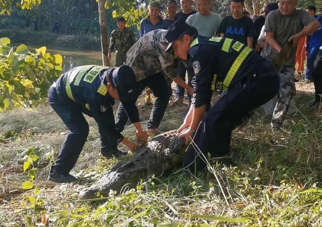 鳄鱼被打捞上岸。图/勐腊县委宣传部