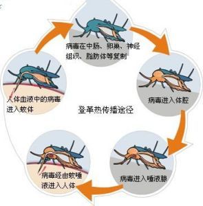 图片来源：“广东疾控”微信公众号