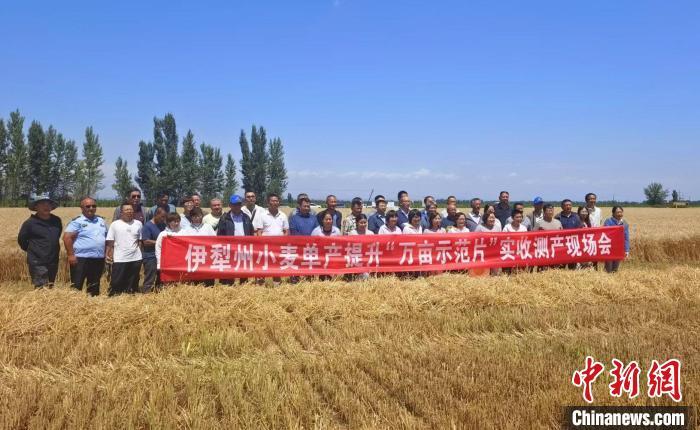 新疆伊犁州冬小麦大面积示范田实收测产现场。雷钧杰 摄