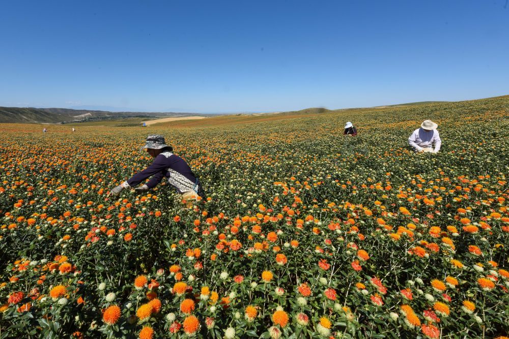 在新疆塔城地区裕民县巴尔鲁克山区红花种植区，工人在采摘红花丝（7月25日摄）。 新华社记者 黄晓勇 摄