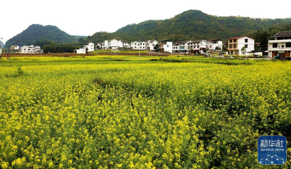 这是广西来宾市忻城县思练镇里伴村新平屯的乡村风光(3月5日摄)