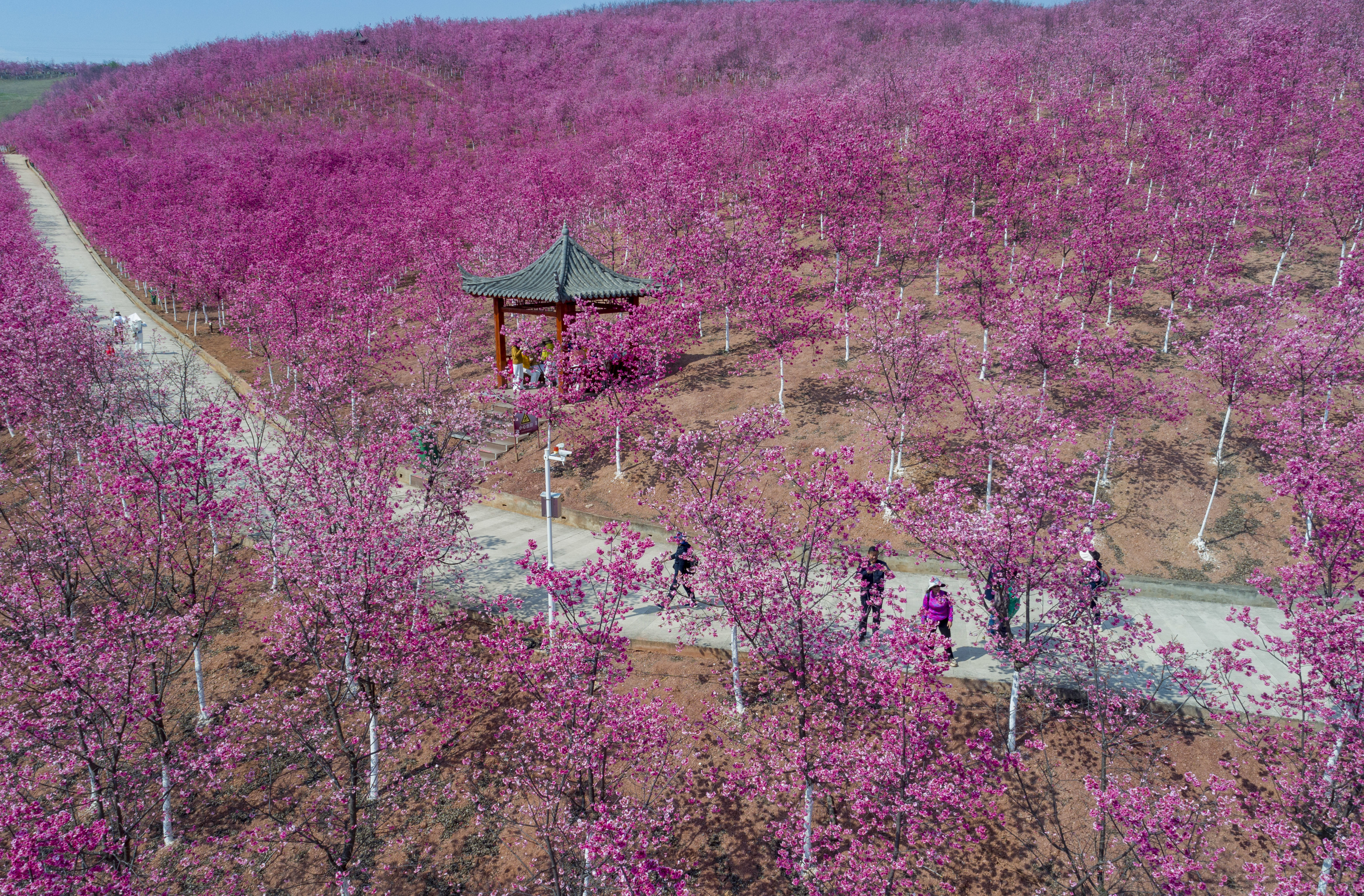 2023年3月1日，游客在宜良县山后樱花谷观光游览（无人机照片）。新华社记者 陈欣波 摄