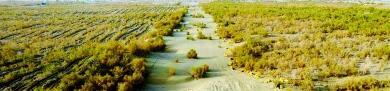在新疆各族干部群众持续植绿护绿的努力下，沙漠边缘披上了绿装。柳玉柱摄/光明图片