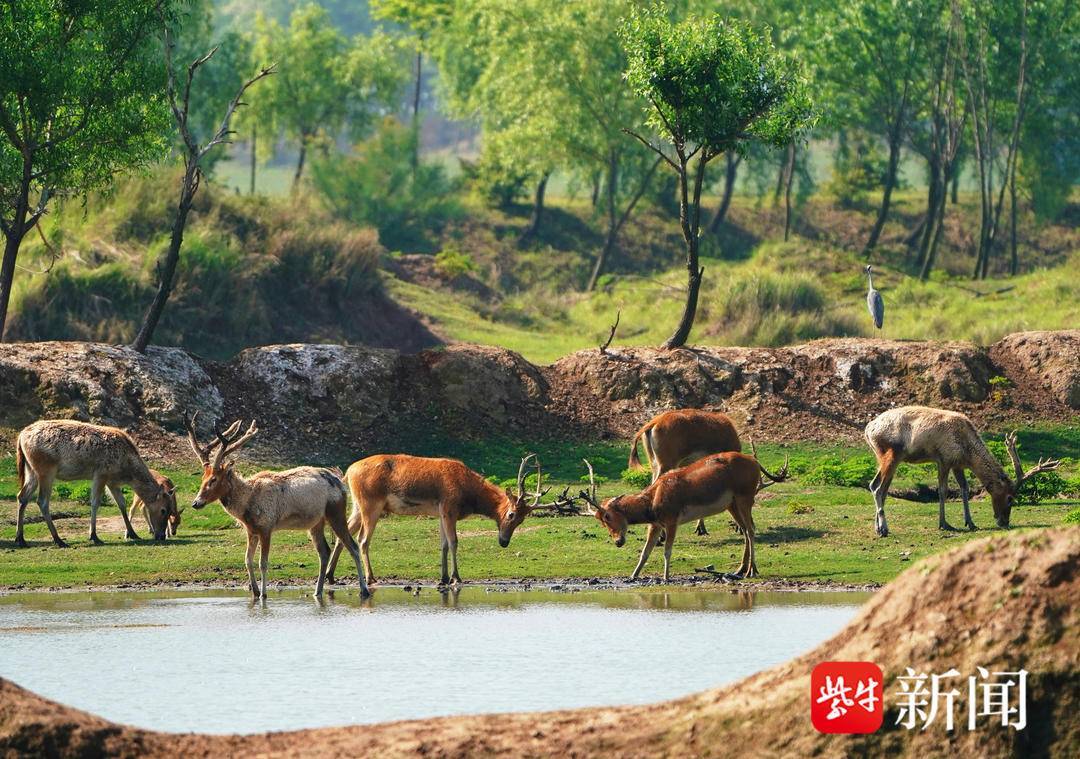 【视频】江苏大丰麋鹿自然保护区,成野生麋鹿的自然家园