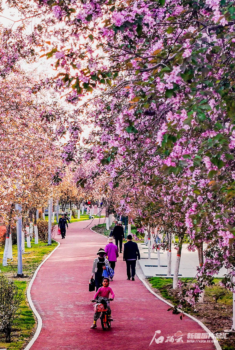 近年来，呼图壁县依托当地特色苗木花卉产业优势，打造了一批街头游园和口袋公园，不断提升城市品质，全力构建宜居、宜业、宜游的生态休闲小城。陶维明摄