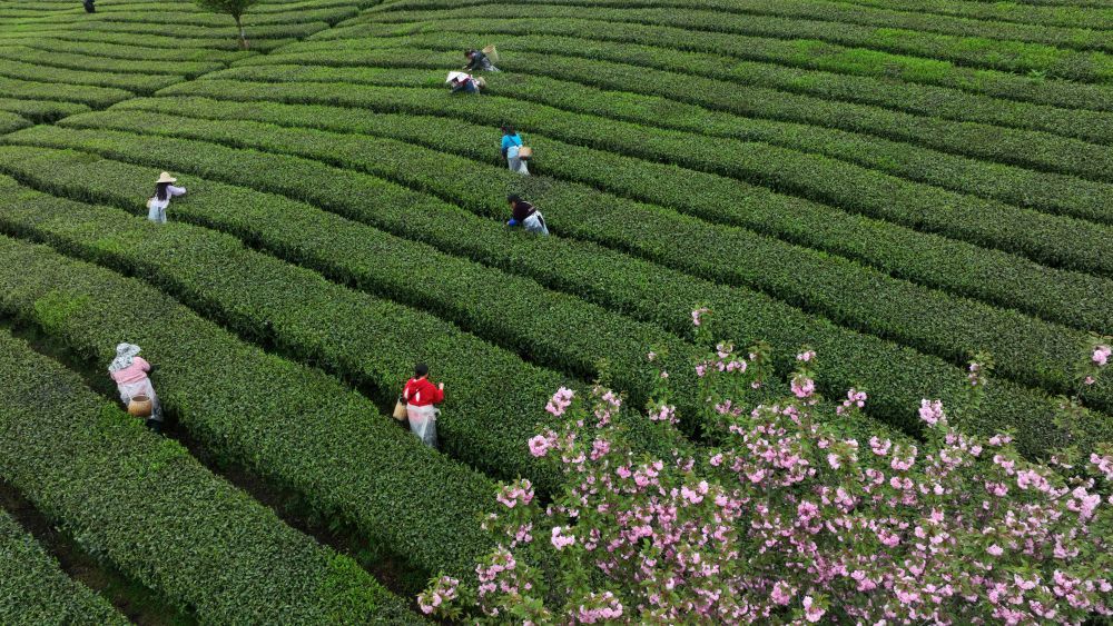 村民在贵州省遵义市余庆县松烟镇二龙村茶场采摘春茶（无人机照片）。新华社记者 杨楹 摄