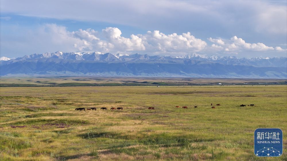 这是7月7日在新疆昭苏拍摄的草场和马匹（无人机照片）。