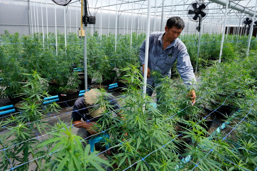 ● 泰国工人正在种植大麻