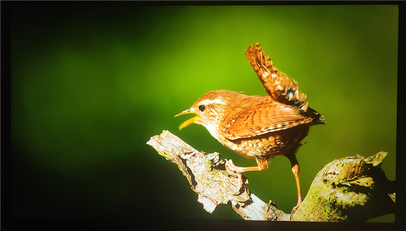 3K价位无对手!电视S65 Mini LED评测:控黑优秀 显示延迟仅8ms