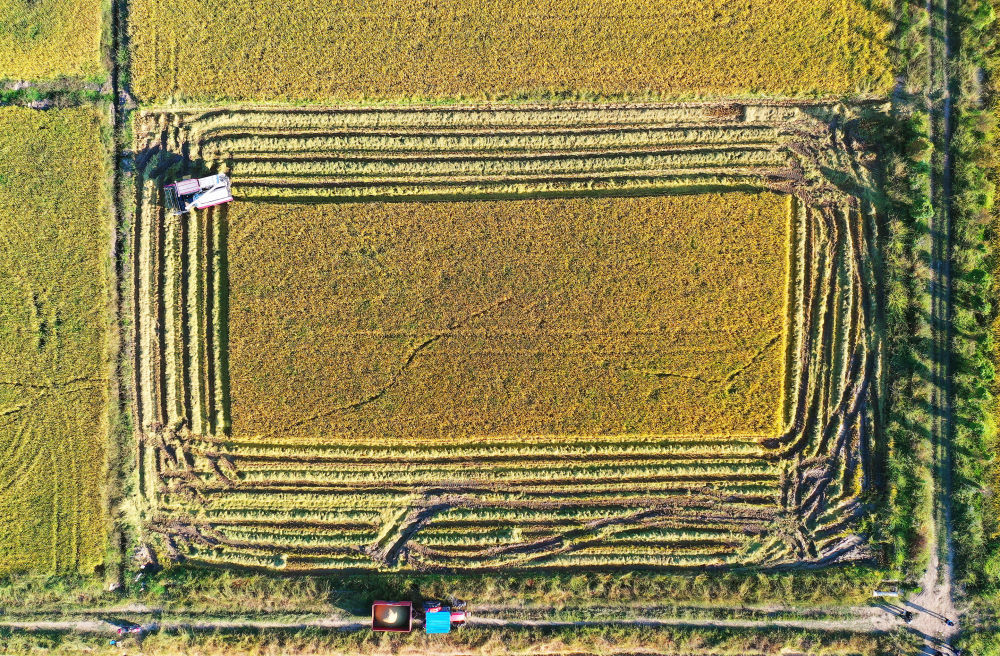 ↑2022年10月11日，在江西省南昌县大田农社，无人驾驶收割机在收割成熟的水稻。无人驾驶收割机装有精准导航系统，提高了收获精度，降低了粮食损耗。新华社记者 万象 摄