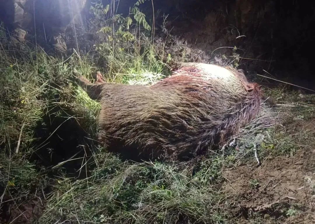 在西吉被捕猎到的野猪