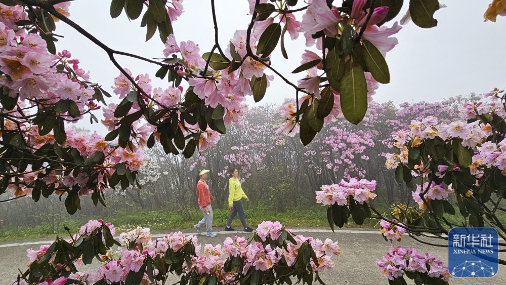 4月27日，游客在湖南省永州市双牌县阳明山国家森林公园杜鹃花海景区赏花。新华社发（周秀鱼春摄）