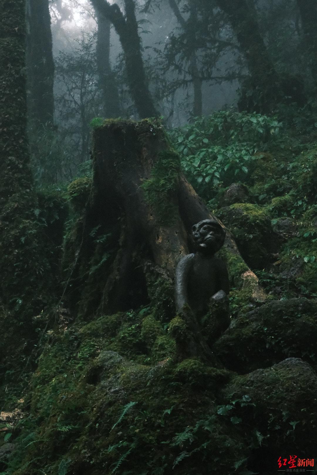 哀牢山有何“神秘”？当地文旅局：原始森林气候多变，陌生区域工作人员也需护林员带领