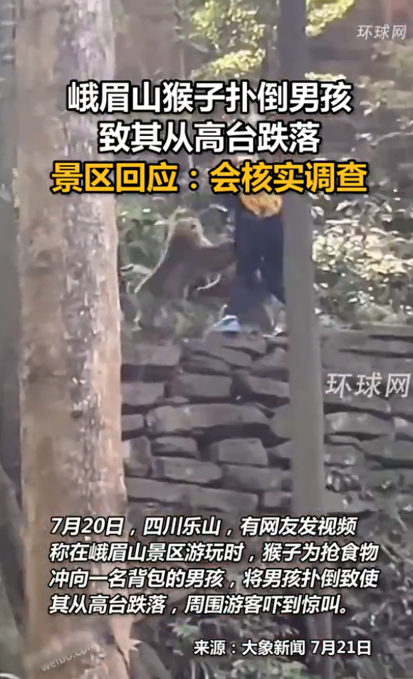 峨眉山猴子扑倒一男孩致其跌落。新闻截图