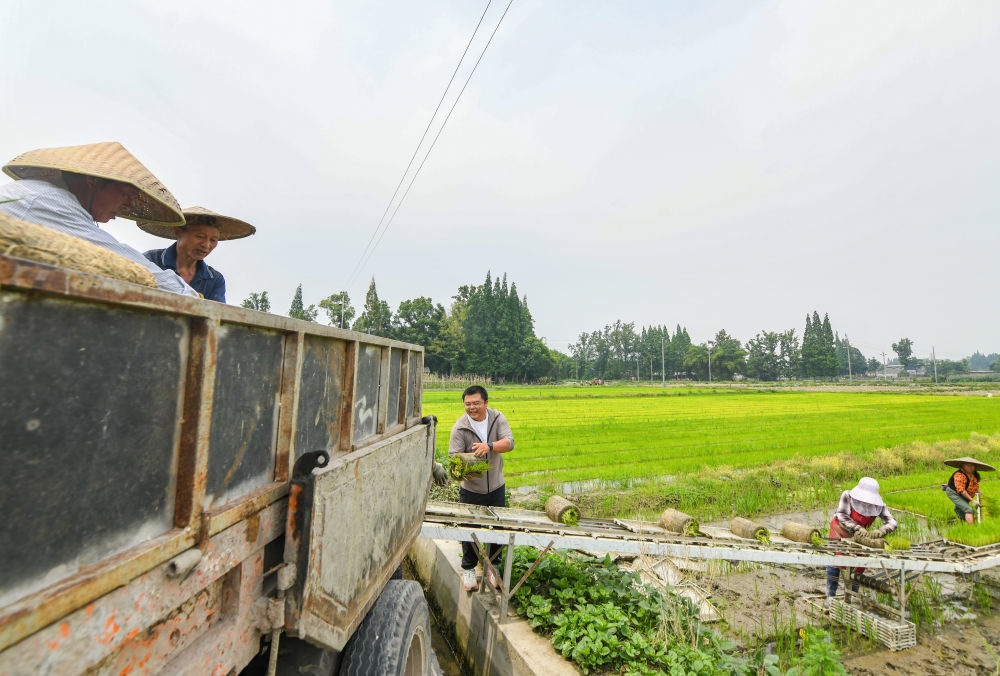 在四川成都崇州市大划街道石桥村，舒星宇（左三）在帮忙运送秧盘（5月15日摄）。