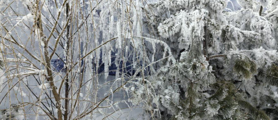 七月伏天北山四季滑雪场内的雾凇 孟海鹰/摄