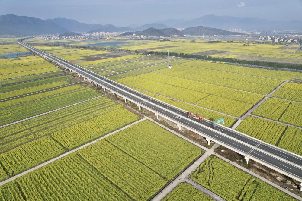 3月2日拍摄的浙江省瑞安市马屿镇油菜花海.
