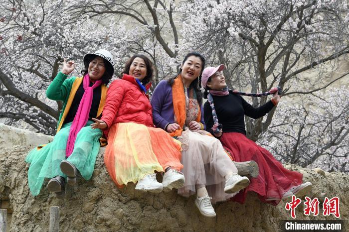3月31日，多名游客在新疆阿克陶县塔尔塔吉克民族乡巴格艾格孜村的杏花树下拍照。 中新网记者孙亭文摄