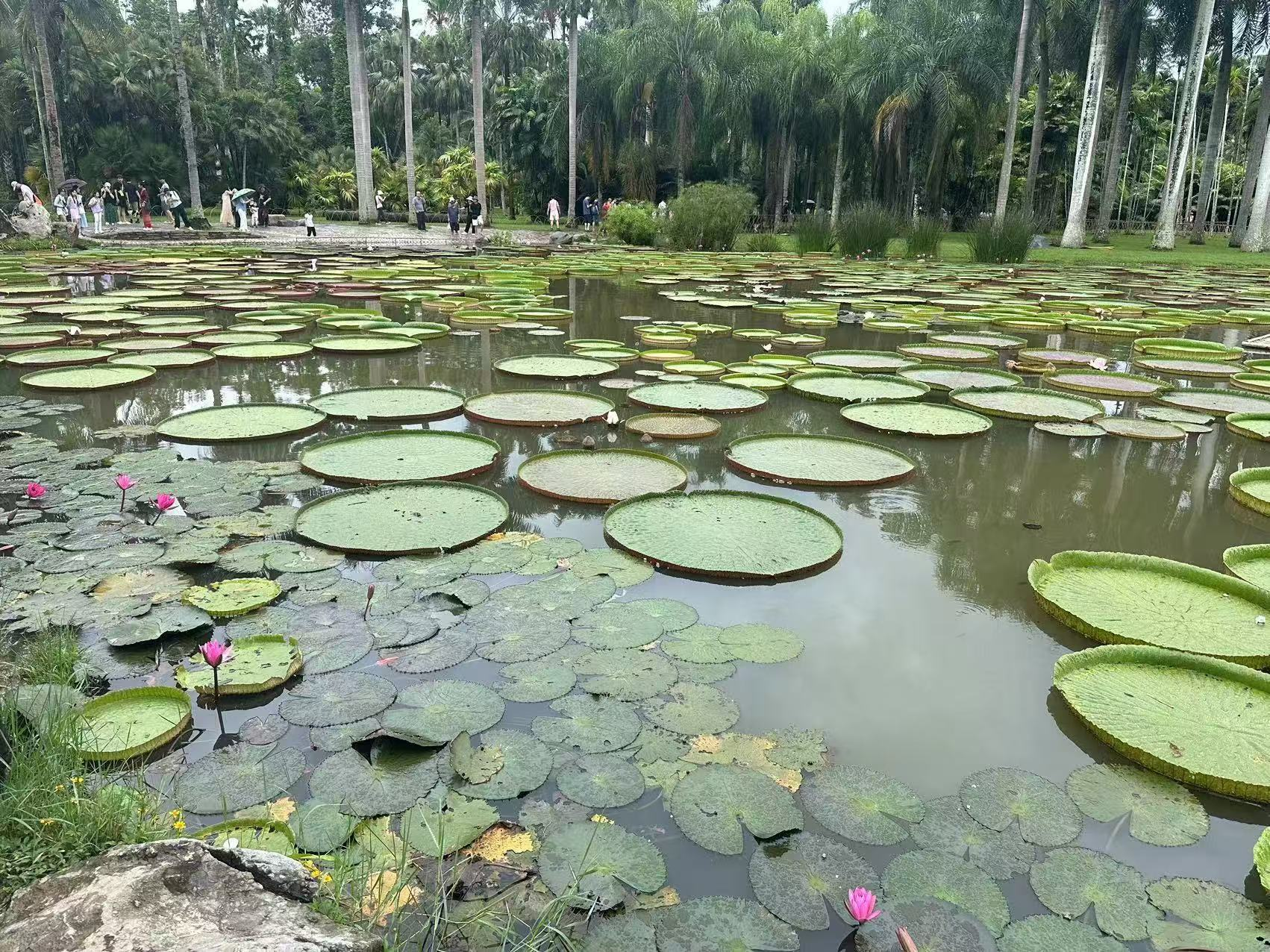 植物园内的王莲池。本报记者 董丝雨摄