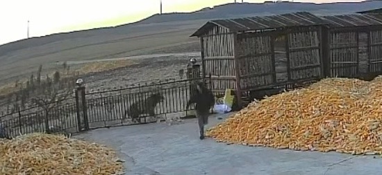 11月18日，黑龙江勃利县吉兴乡，一只疑似老虎的大型动物正在撞击一座院落大门。图片来源/视频截图