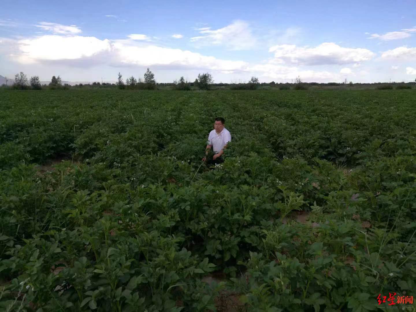 ▲永正药业的中药材田