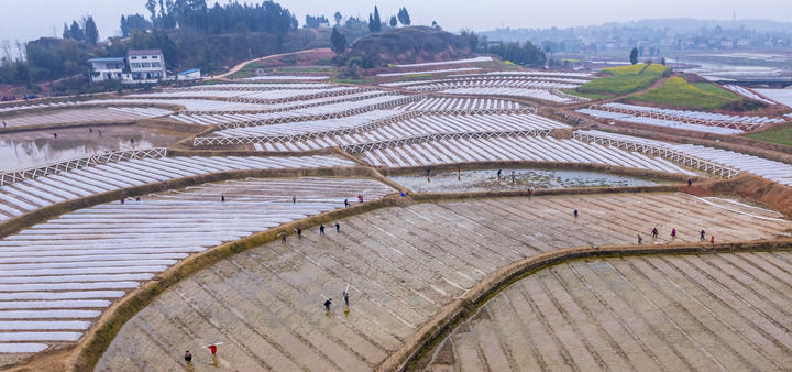 2024年3月6日，在四川省广安市前锋区观塘镇仁和村，农民在高标准农田育秧（无人机照片）。新华社发（周修建摄）