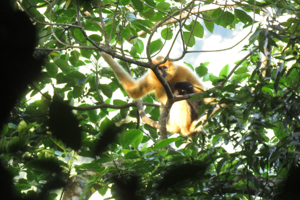 ↑在海南热带雨林国家公园霸王岭片区拍摄的海南长臂猿。新华社发（海南热带雨林国家公园管理局供图）