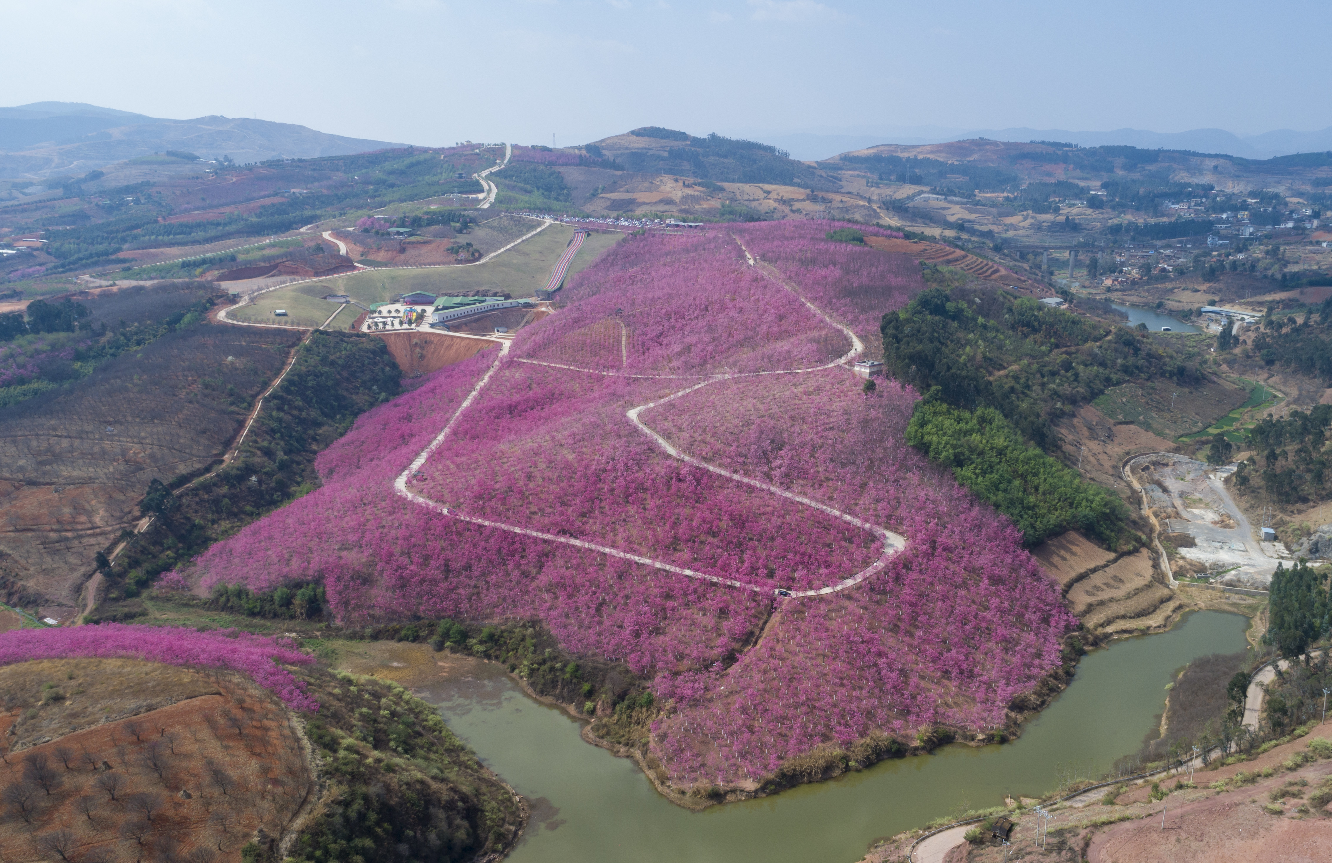 2023年3月1日拍摄的宜良县山后樱花谷一景（无人机照片）。新华社记者 陈欣波 摄