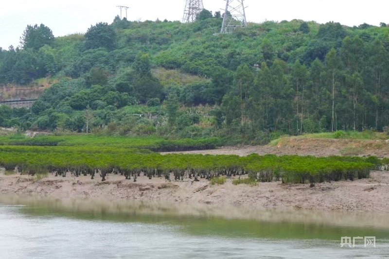 宁德市霞浦县红树林（央广网记者 罗晓英 摄）