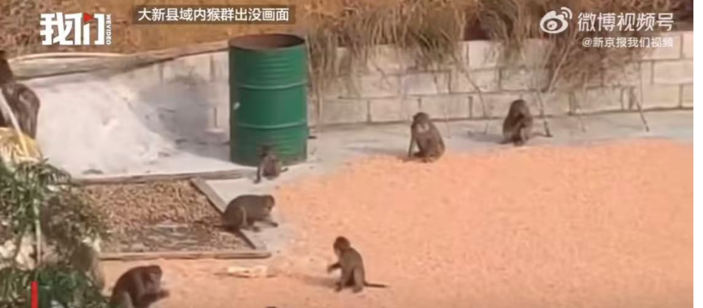 廣西一地(di)猴(hou)羣進邨，邨(cun)榦(gan)部(bu)稱(cheng)“收(shou)成(cheng)都(dou)被蹧蹋了(le)”，林(lin)業部(bu)門(men)迴(hui)應