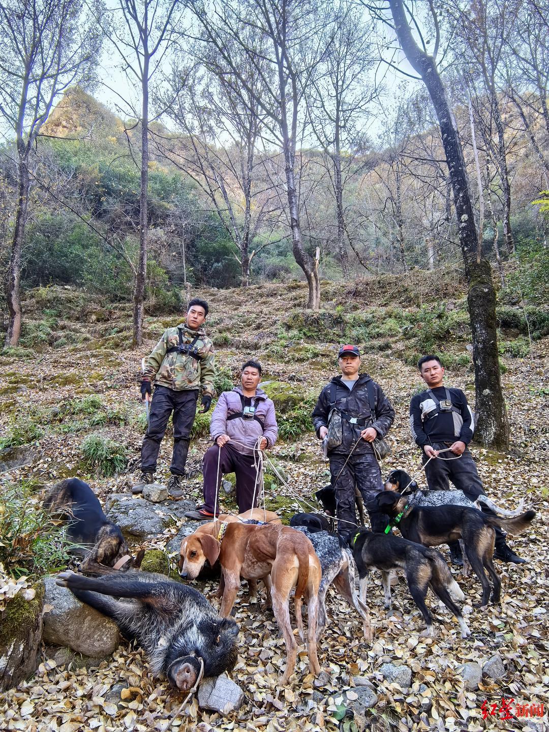 ▲12月6日，刘旺和乔伟、周强、邓小红成功猎捕到野猪