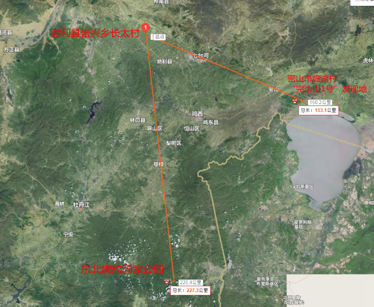 五问“黑龙江老虎进村伤人”：一只还是两只？从哪里来？为何下山进村？