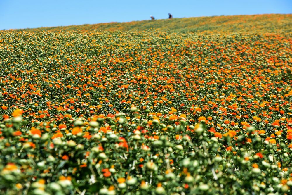 在新疆塔城地区裕民县巴尔鲁克山区红花种植区，工人在采摘红花丝（7月25日摄）。 新华社记者 黄晓勇 摄