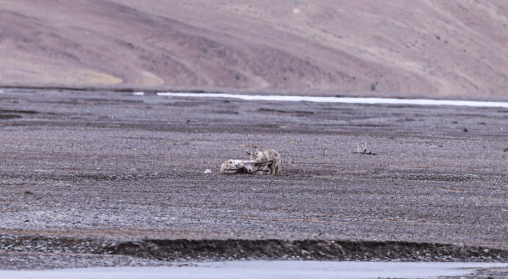 一只野狼奔向迁徙藏羚羊群中一只怀孕的母藏羚羊（6月14日摄，视频截图）。