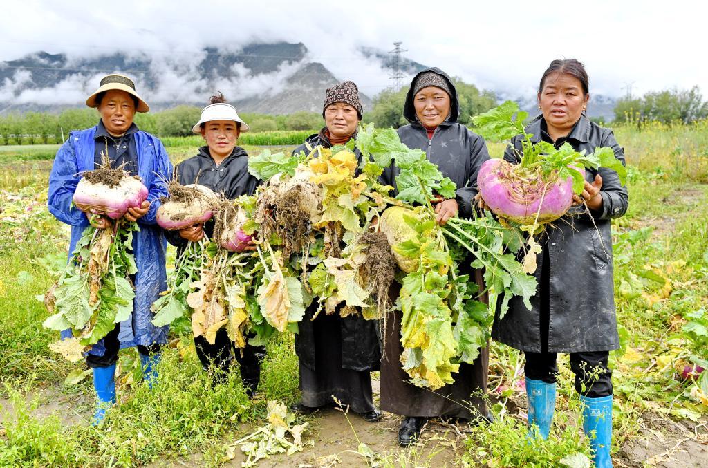 8月14日,在田间抱着芜菁新品种的拉萨市曲水县才纳乡才纳村村民。新华社发(卢丹阳摄)