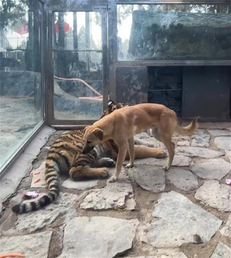 东北虎和小黄狗在一起(视频截图)