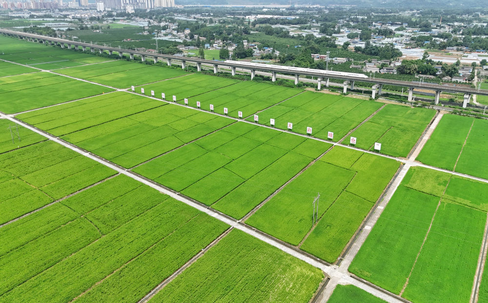 2024年7月26日，一列高铁列车从永丰村高标准农田上方的高架桥上疾驰而过（无人机照片）。