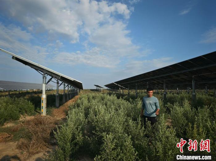 9月23日，郭伟在天富40万千瓦光伏基地展示其种植的艾草。　程小路 摄