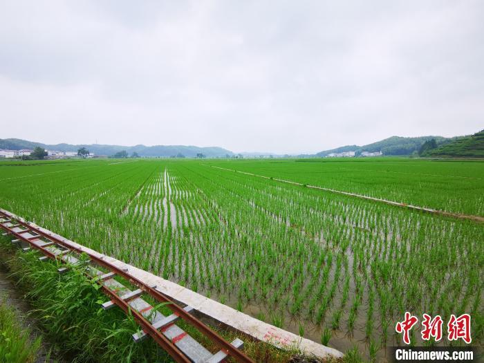 图为建宁县溪口镇枫元村万亩制种基地。雷朝良 摄