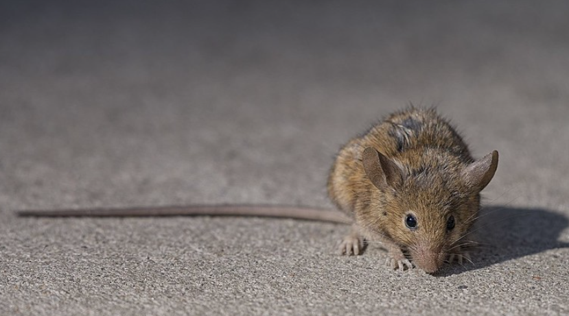 ▲纽约第79大街发现的一只老鼠